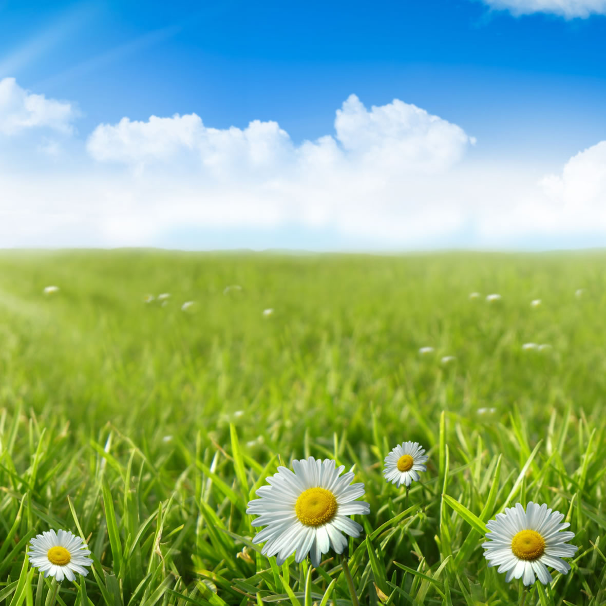 Lawn Fertilization Information Casper, Wyoming